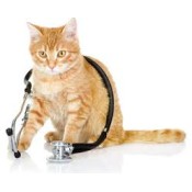 Cat Health & Wellbeing