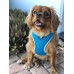 Huskimo Dog Harness Easyfit Bells Beach Small