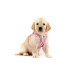 Curli Dog Harness Puppy Air Mesh Plus Leash Pink XXXS