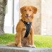 Curli Dog Harness Magnetic Belka Comfort Black L