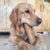 Canine Care Dog Treat Coffee Wood Chew Large