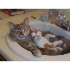 Cat Grooming & Shampoo