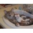 Cat Grooming & Shampoo (3)