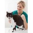Cat Flea, Tick & Worming (4)