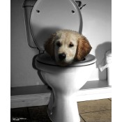 Toilet Training & Cleanup